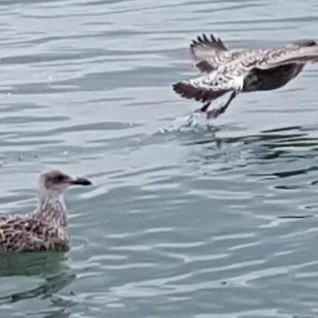 شقة Les Fruits De Mer, Parking Gratuit, Lits Faits, Animal Bienvenu Et A Pied *