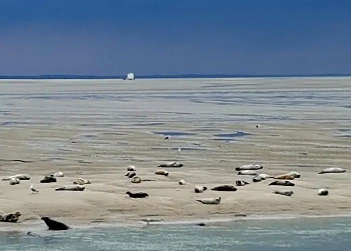 Les Fruits De Mer, Plage Et Centre A Pied, Lits Faits, Parking Gratuit, Animal Bienvenu Lejlighed